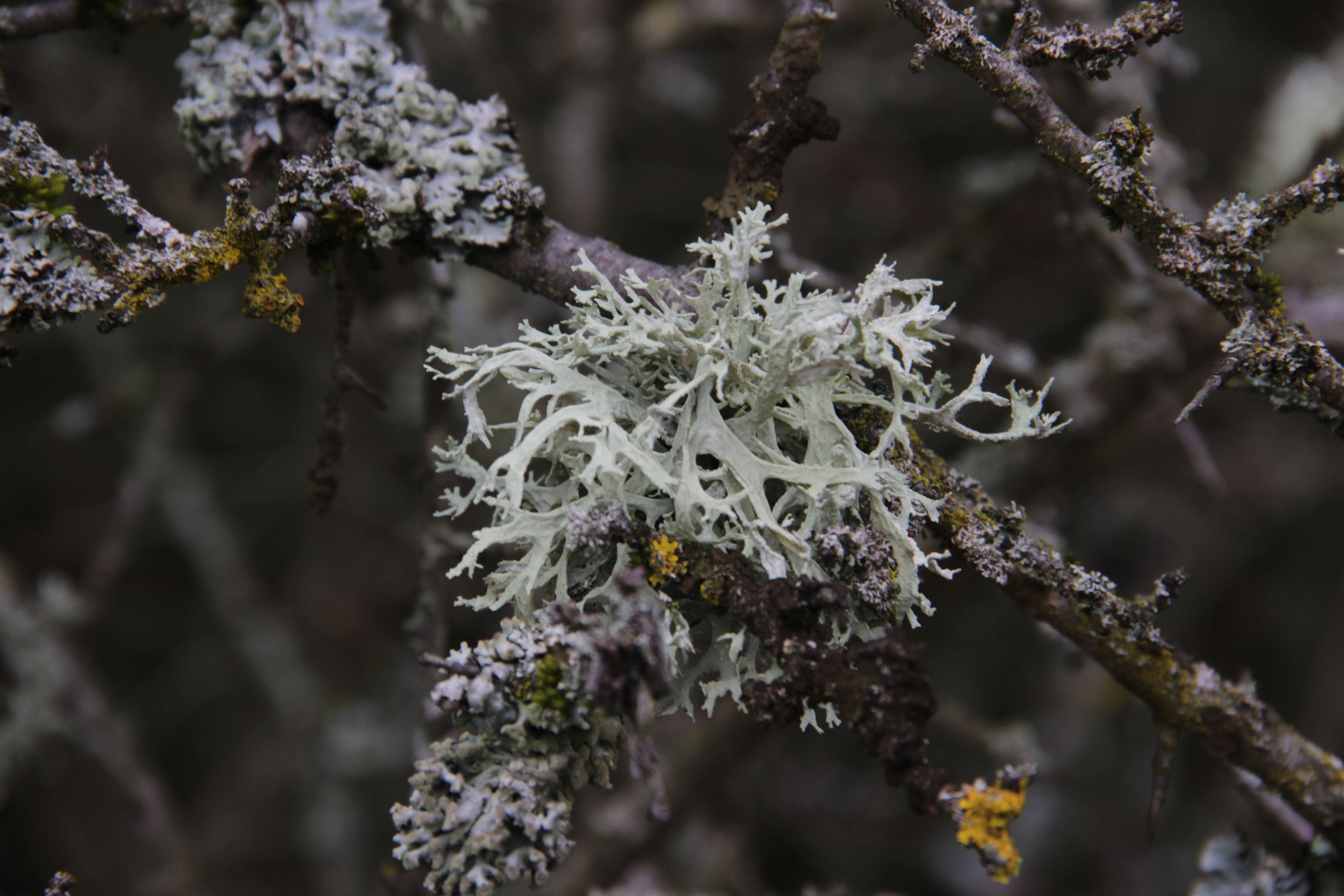 Image of ring lichen