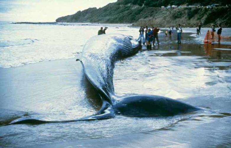 Image of Pygmy Blue Whale