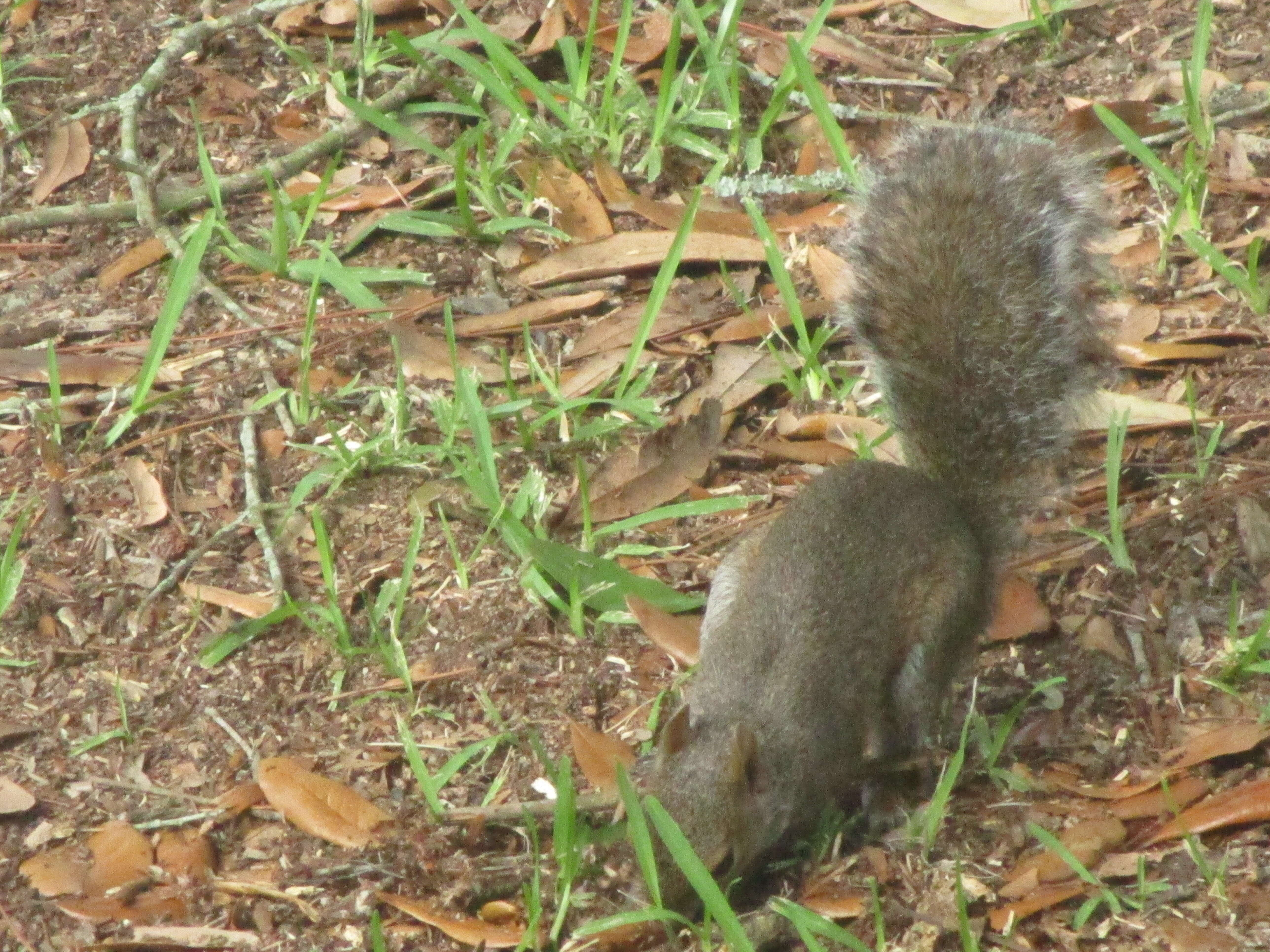 Image of Sciurus subgen. Sciurus Linnaeus 1758