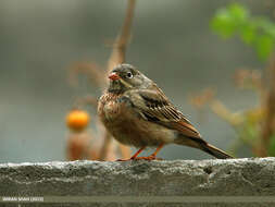 Image of Grey-necked Bunting