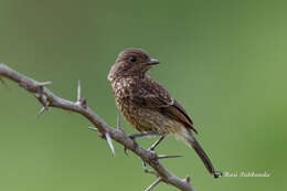 Image of Pied Bush Chat