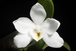 Image of Amesiella philippinensis (Ames) Garay