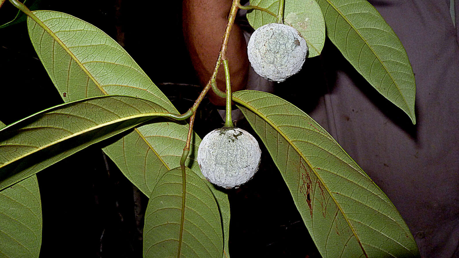 Image of Annona sylvatica A. St.-Hil.