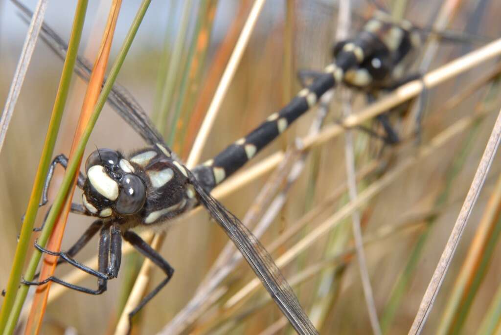 Image of Mountain Giant Dragonfly