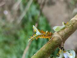 Image of Aphid