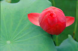 Image of sacred lotus