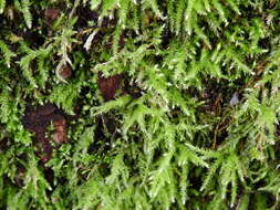 Image of Kindbergia praelonga