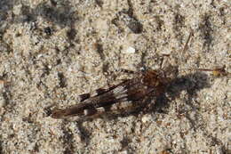 Image of blue-winged grasshopper