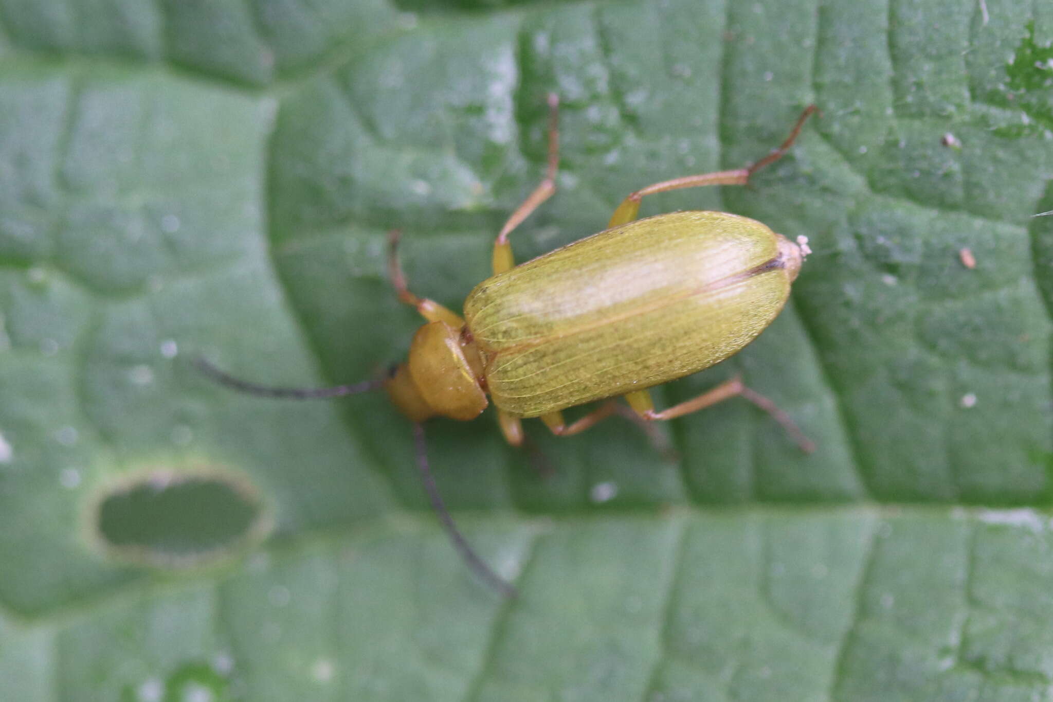 Image of Cteniopus sulphureus