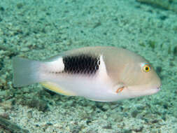 Image of Anchor trunkfish