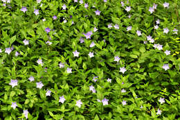 Image of Common Periwinkle