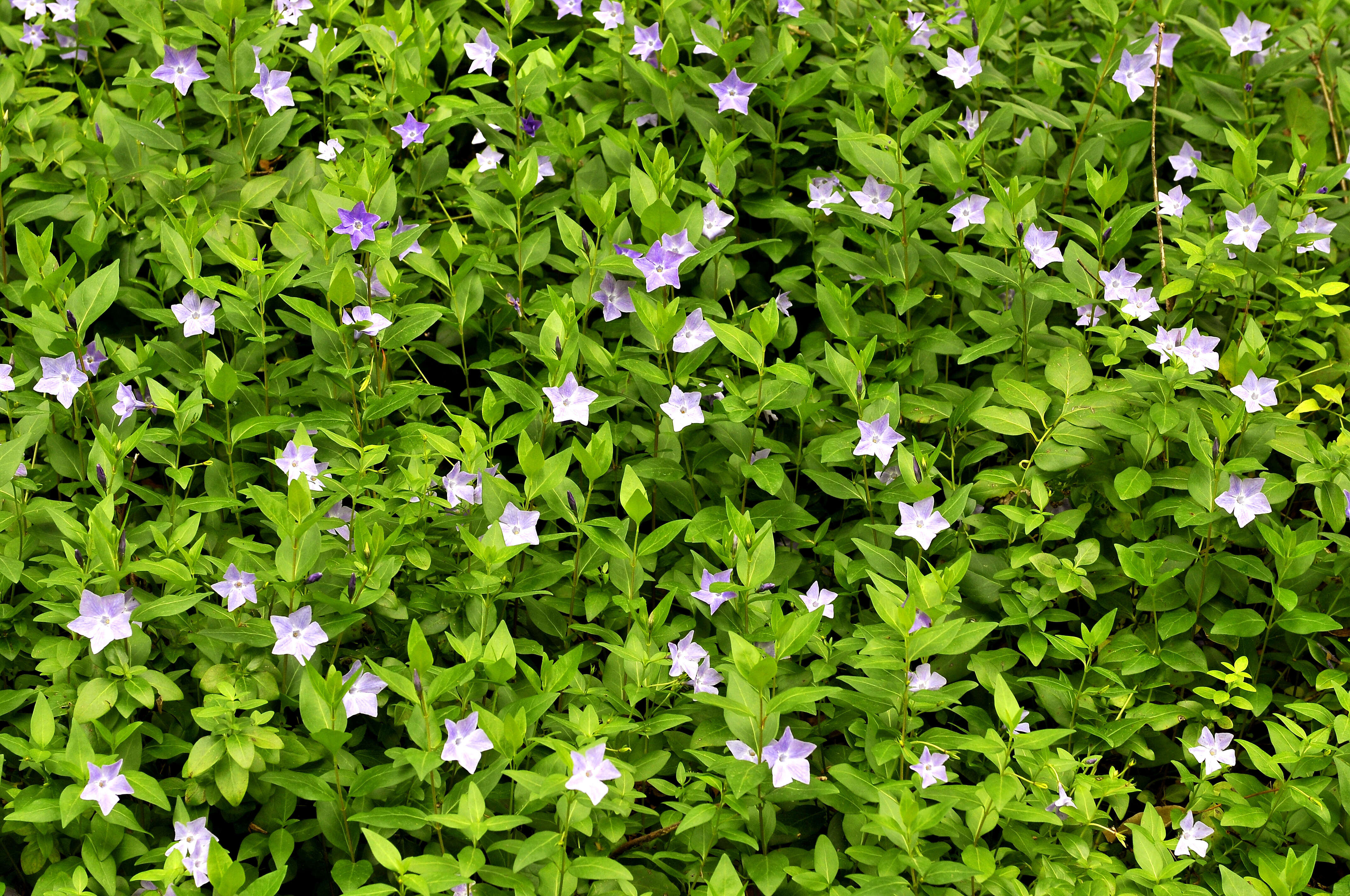 Image of Common Periwinkle