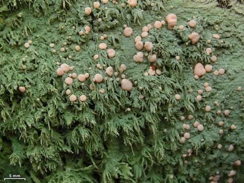 Image of peppermint drop lichen