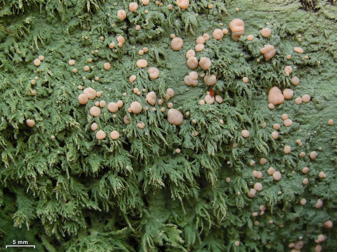 Image of peppermint drop lichen