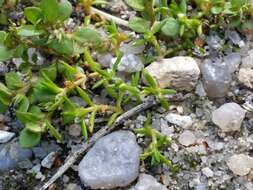 Image of water pygmyweed