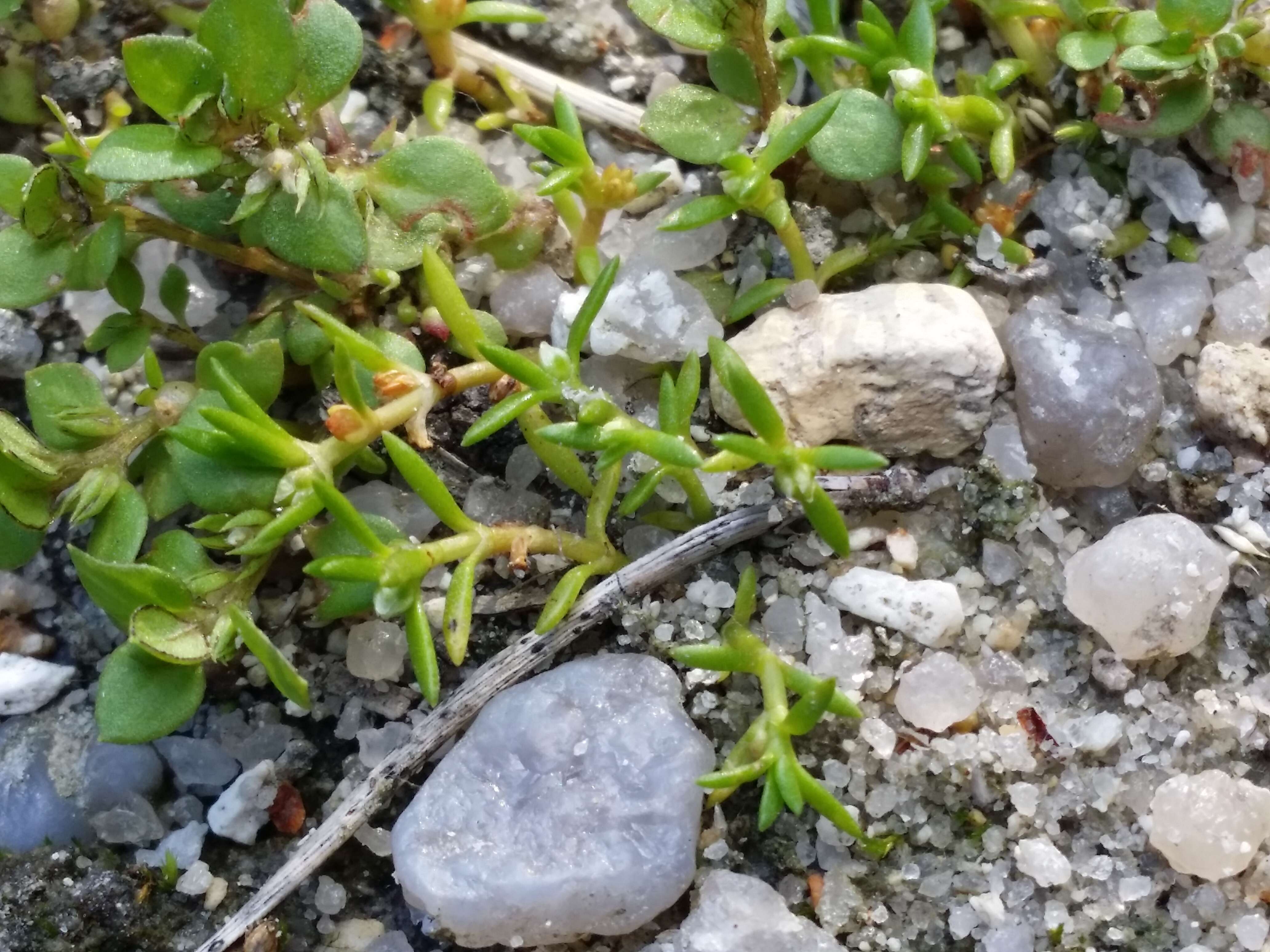 Image of water pygmyweed