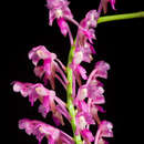 Image of Aerides leeana Rchb. fil.