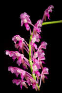 Image of Aerides leeana Rchb. fil.