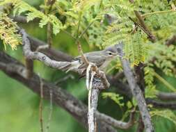 Vireo gilvus (Vieillot 1808) resmi