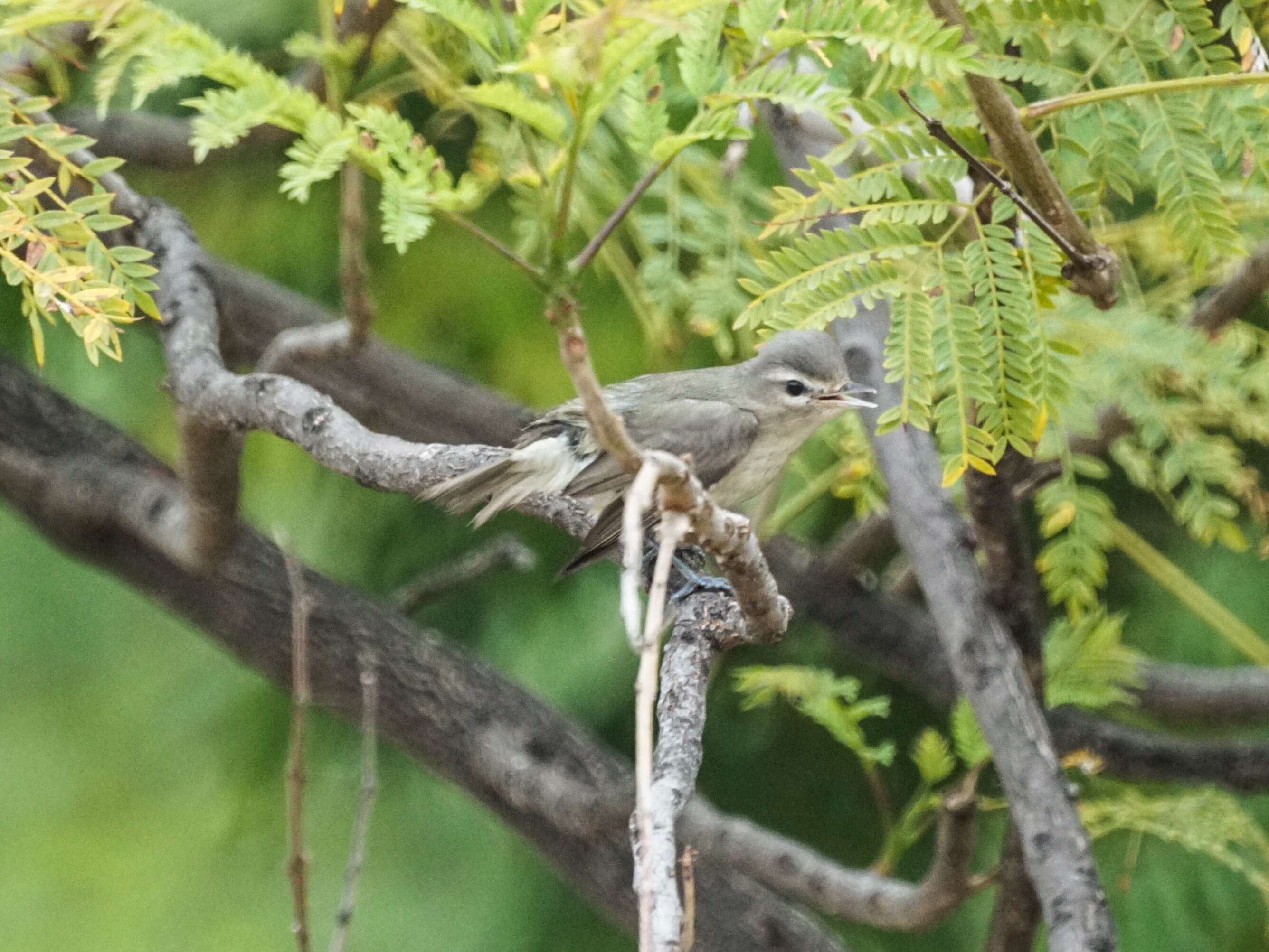 Vireo gilvus (Vieillot 1808) resmi