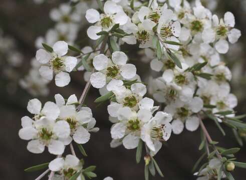 Image of Leptospermum sericatum Lindl.