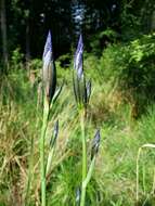 Image of German Iris