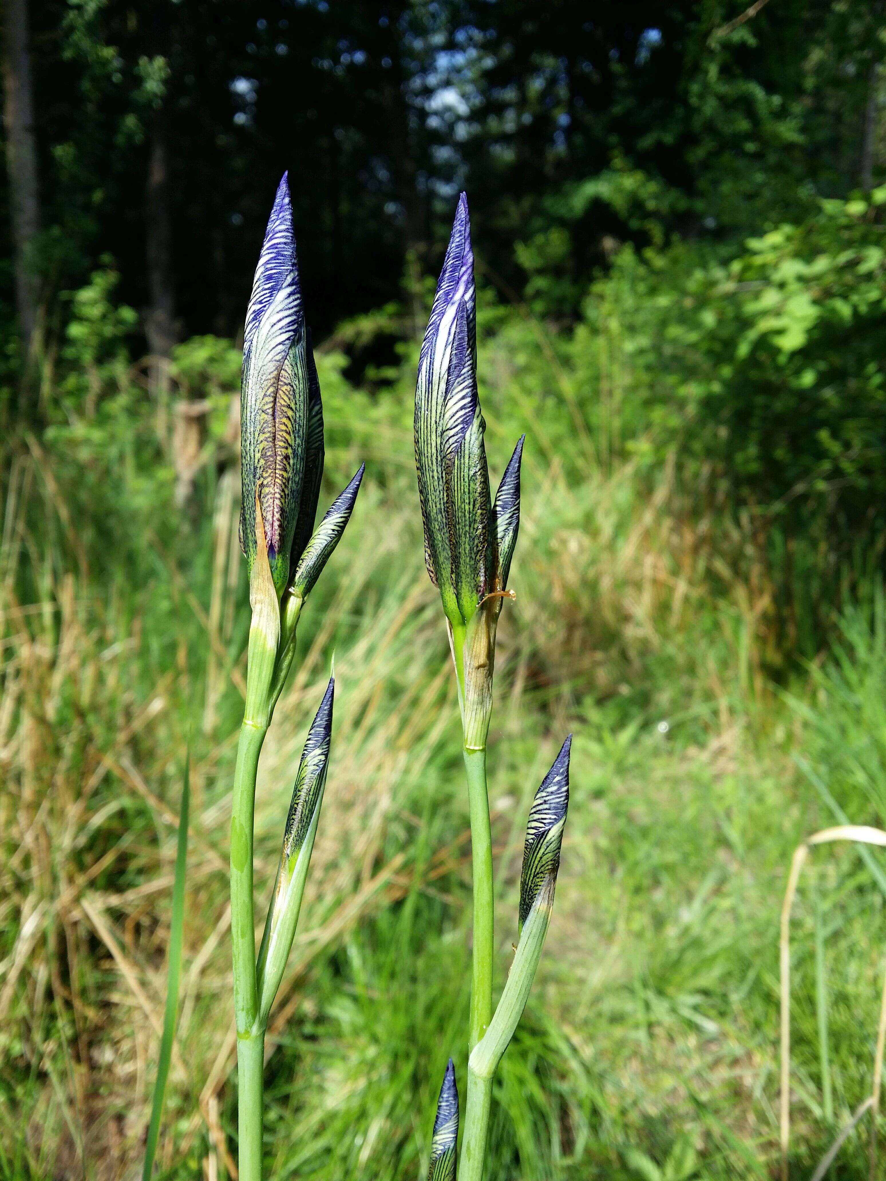 Image of German Iris