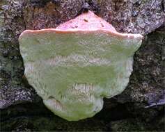 Image of Leptoporus