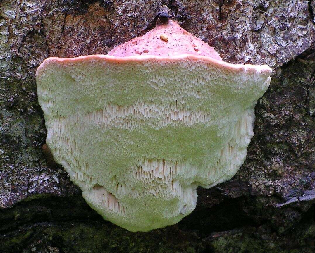 Image of Leptoporus