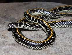 Image of Spotted Harlequin snake