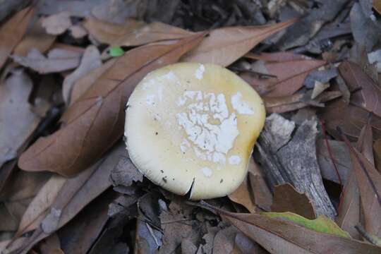 Image of gemmed Amanita