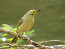 Image of Yellow-tinted Honeyeater