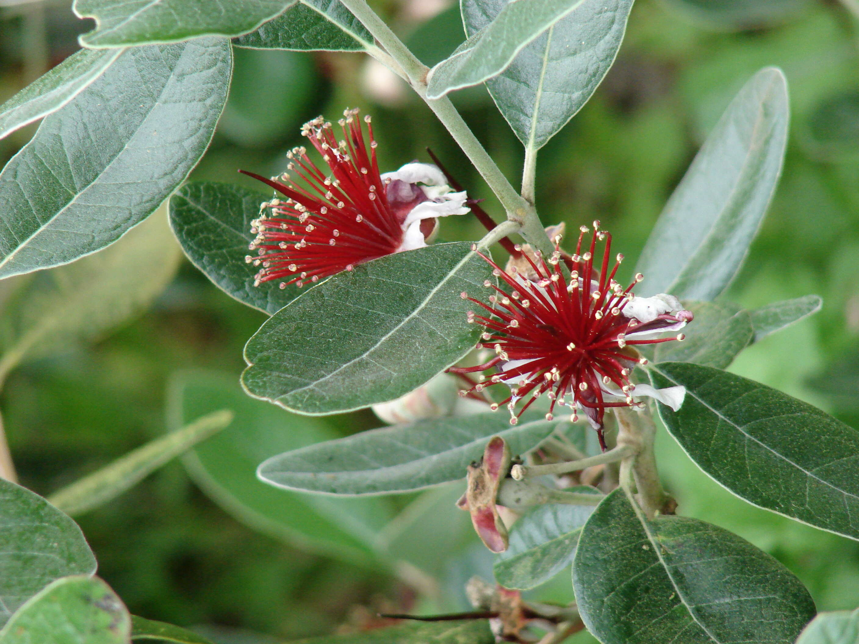 Image of Acca
