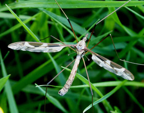 Image of Tipula (Acutipula) maxima Poda 1761