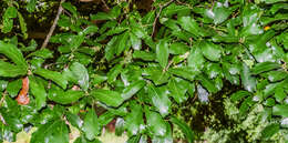 Слика од Quercus glabrescens Benth.