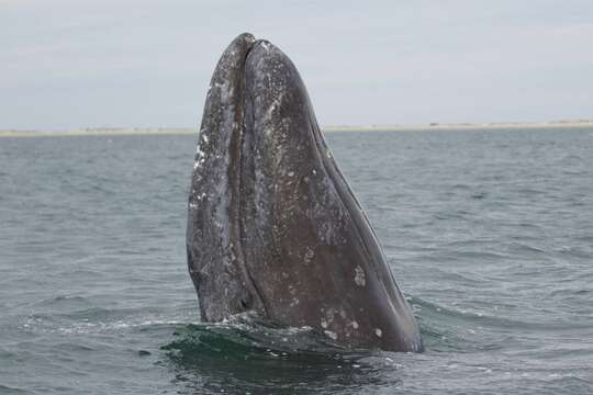 Image of gray whales