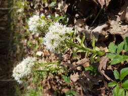 Image of Petasites albus (L.) Gaertn.