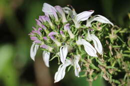 Lobelia nicotianifolia Roth resmi