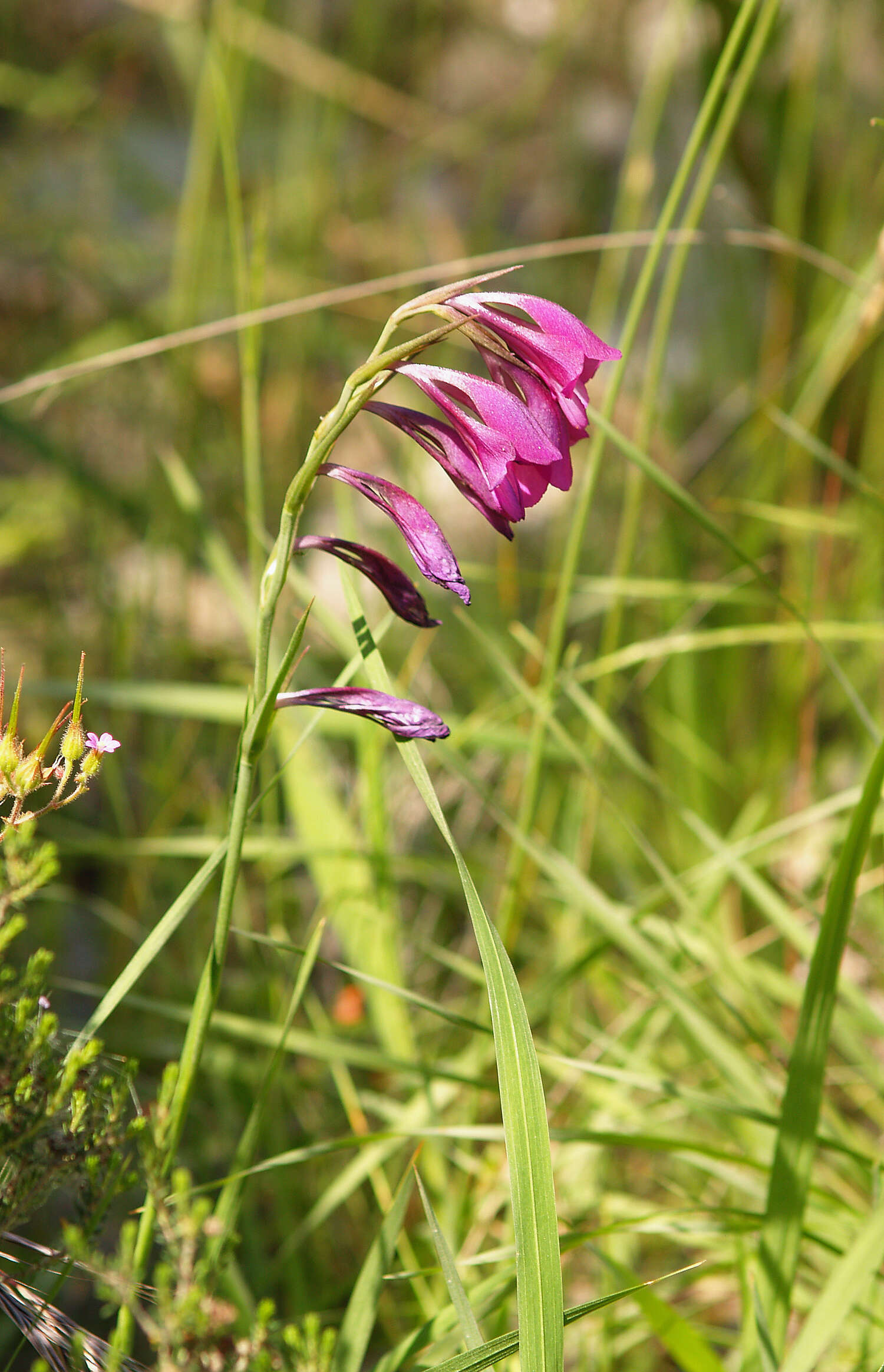 Image of Turkish Marsh Gladiolus