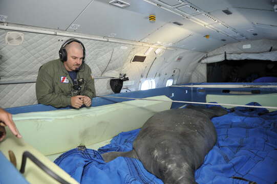 Image of manatees