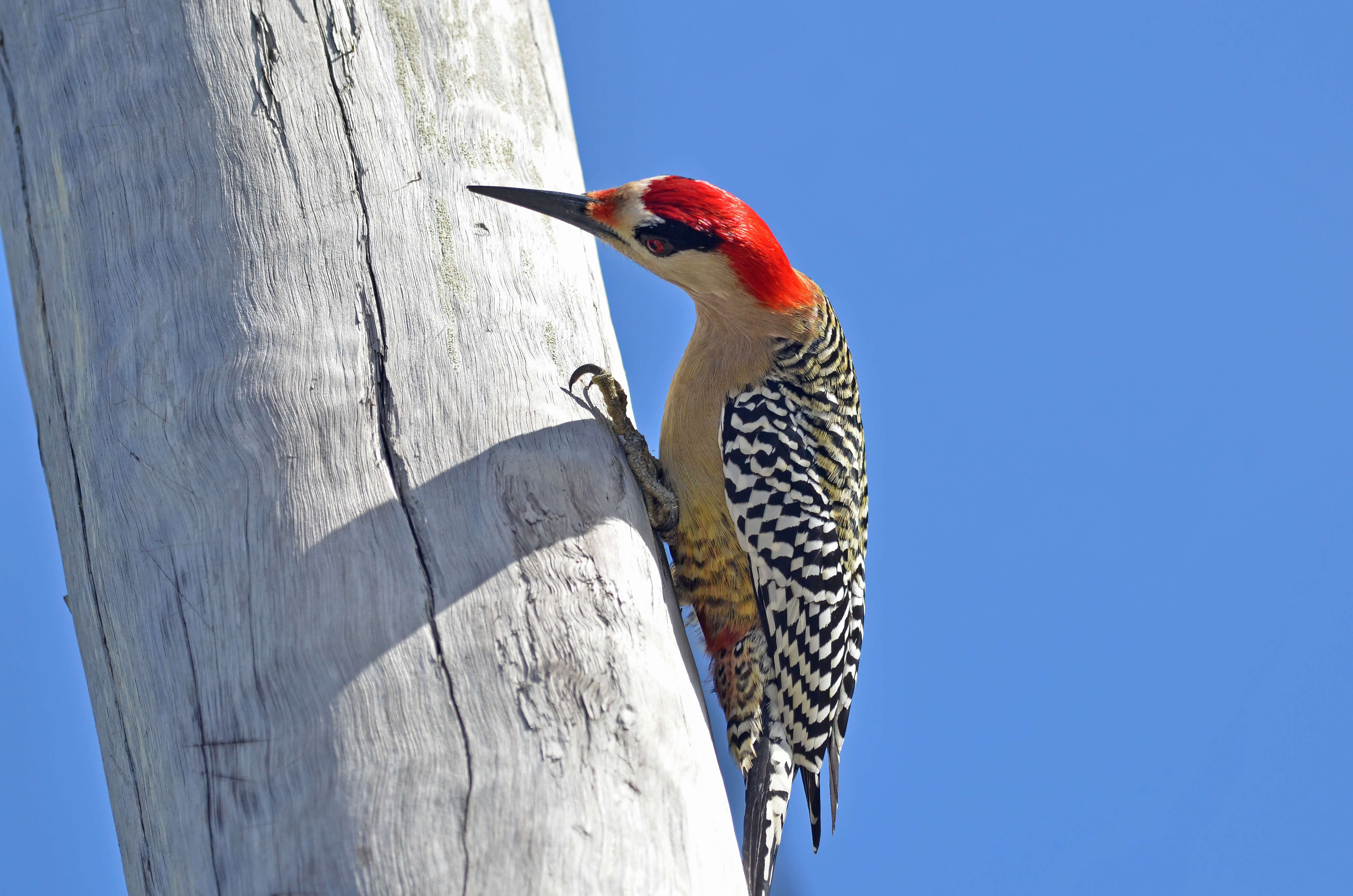 Image of West Indian Woodpecker