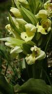 Image of Elder-flowered orchid