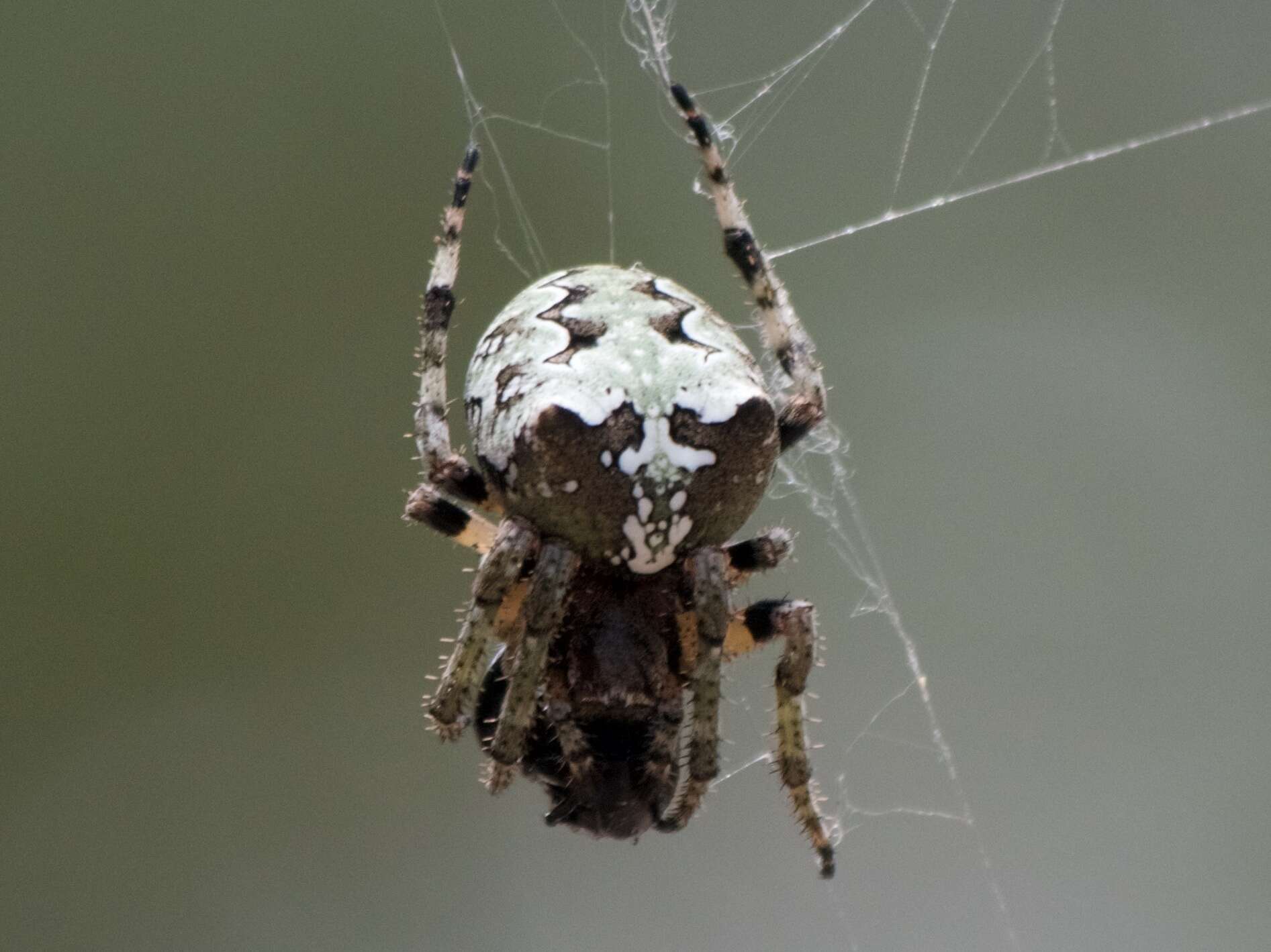 Image of Giant Lichen Orbweaver