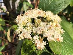 Plancia ëd Viburnum rhytidophyllum Hemsl. ex Forb. & Hemsl.