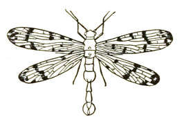 Image of scorpionflies