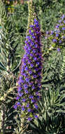 Imagem de Echium candicans L. fil.