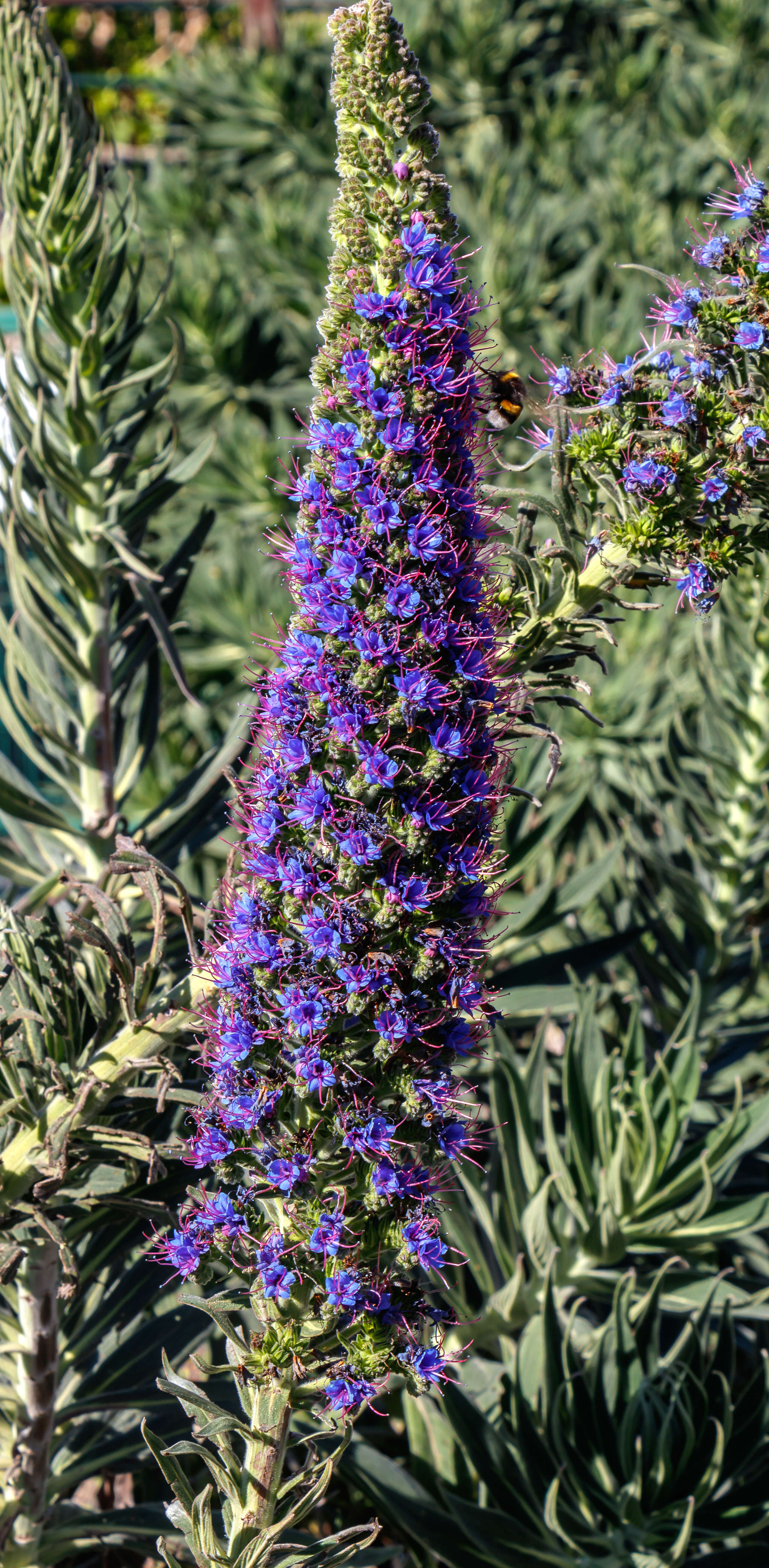 Imagem de Echium candicans L. fil.