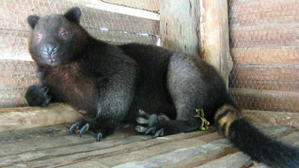 Image of Scott's Tree-kangaroo