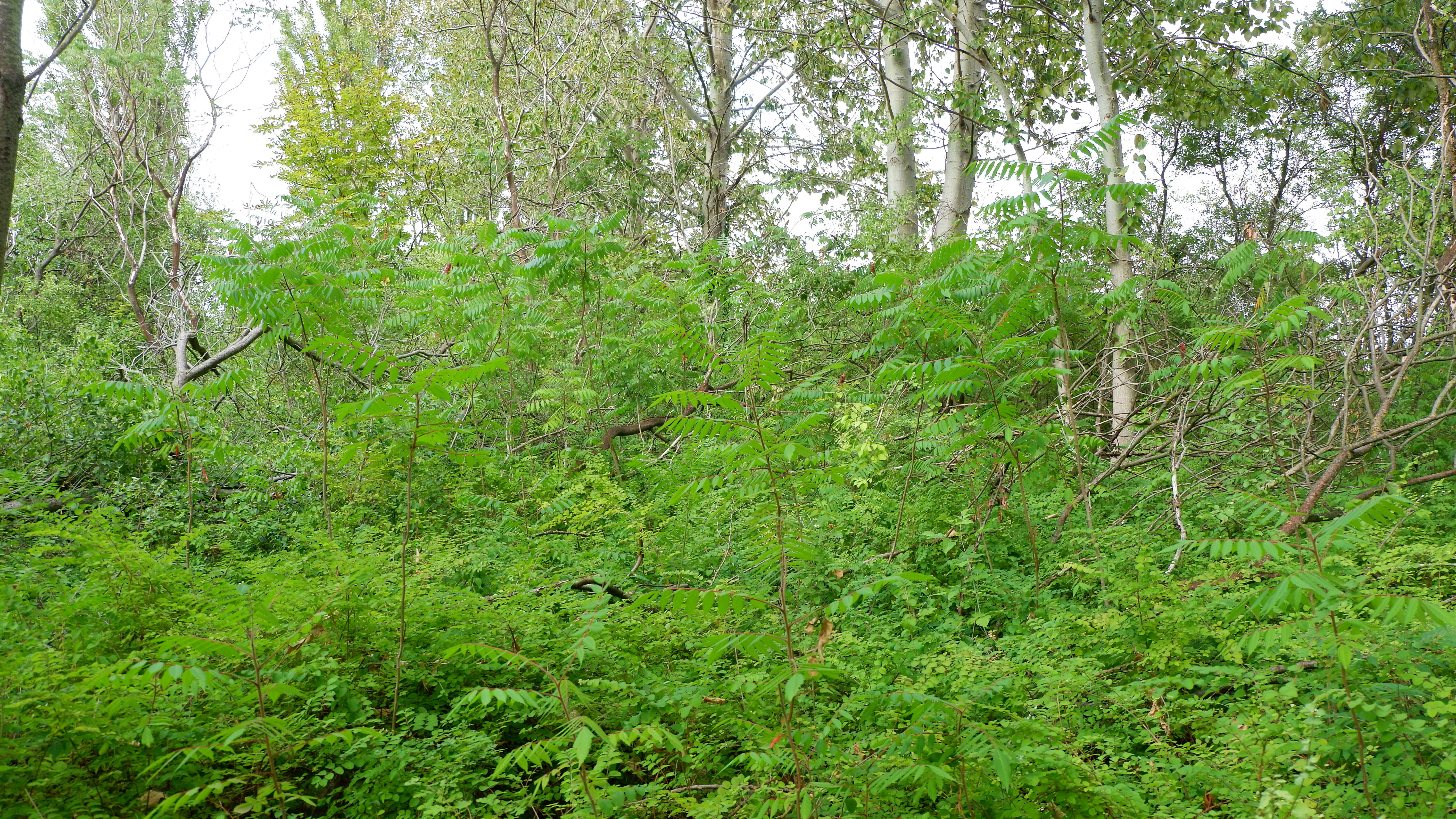 Image of staghorn sumac