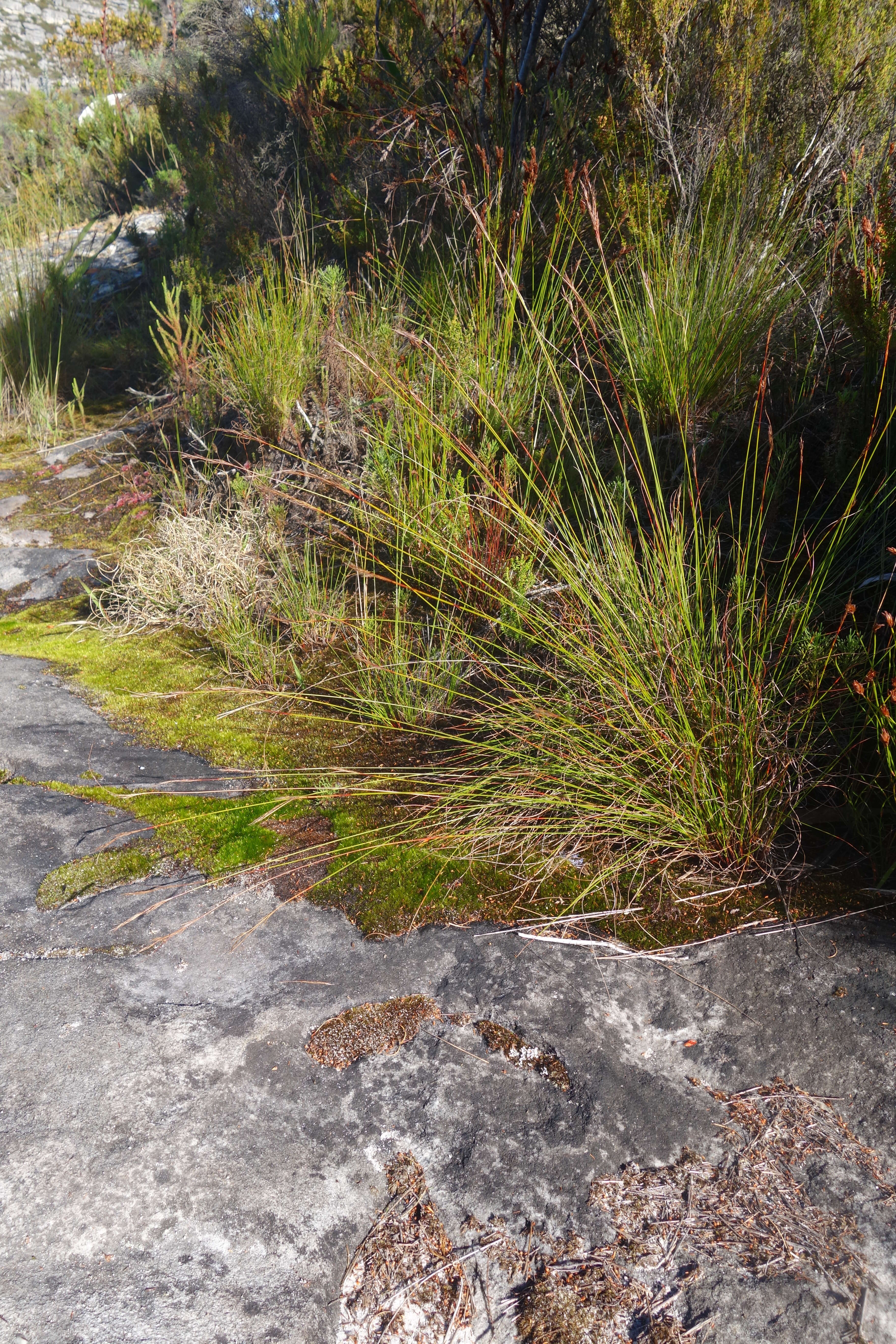 Image of Tetraria ligulata (Boeckeler) C. B. Clarke